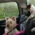 Sherry Dowling - Facebook