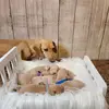 Drumheller Dachshunds - @sherrydrumheller - TikTok