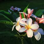 Sherry Drumheller - @sherrydrumheller - Instagram