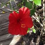 Sherry Eckert - @sunsher28 - Instagram