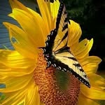 Sherry Ellison - @xxsunflower53xx - Instagram