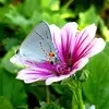 sherryellison1950 - @sherryellison1950 - TikTok
