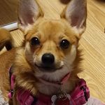 sherry fitzpatrick - @kiki_the_cheeky_chihuahua - Instagram