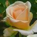 Sheri Greenlee - Facebook
