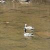 Sherry Heckman - @sherryheckman - TikTok