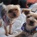 Sherry Hanes - Facebook