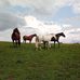 Sherry Hanscom - Facebook