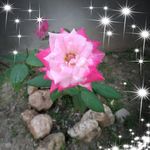 Sherry Hardy - @sherryhardy71 - Instagram