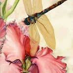 Sherry Hinds - Facebook