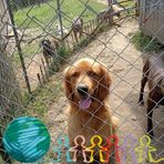 Sheri Wilson Honaker - Facebook