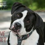 Sherry Hopper - @taunton_animal_care_facility - Instagram