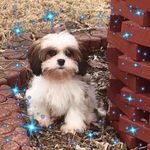 Sherry Howe - @slhowe2000 - Instagram
