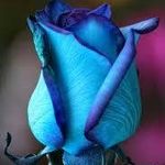 Sherry Hyatt - @txrose2 - Instagram