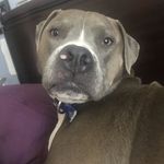 Sherry Hyder Gabbard - @8rescuesnotenough - Instagram