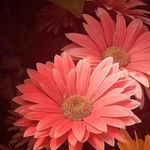 Sherry Keener - @fsmslk48 - Instagram