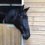 Sherry Kingston - @sherrykingston4 - Instagram