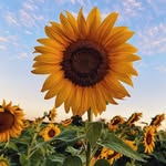 Sherry Leatherwood - @sherryleatherwood44 - Instagram