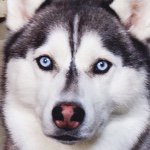 Sherry Dodson Lockhart - @huskyteam3 - Instagram