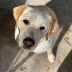 Sherry Logan - @sherrylogan.petconnections - Instagram