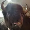 Sherry Lyons267 - @sherrylyons267 - TikTok