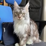 @sherry_maine.coon - Instagram
