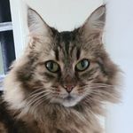 Sherry - @sherry_mainecoon - Instagram