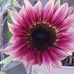 Sherry Malcolm - Facebook