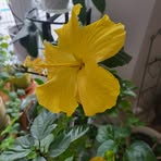 Sherry Mansour - Facebook