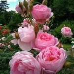 Sherry Mansour - @sherry.mansour.7 - Instagram