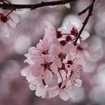 Sherry Mccracken - @ryjekballu6 - Instagram