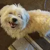 sherrymcnew - @sherrymcnew - TikTok