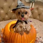 Sherry Monroe Wolf - @sherrymonroewolf - Instagram
