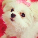Sherry Newcomb Wallingford - @lilythe_maltese - Instagram