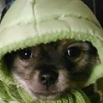 Sherry Pennington - @peanutspennington - Instagram