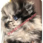 Sherry Percifield - @pomeranians.sherrys_arkansas - Instagram