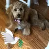 Sherry Schott Pfeifer - @sherry.schott.pfe - TikTok