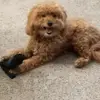 sherrypfeifer - @sherrypfeifer - TikTok