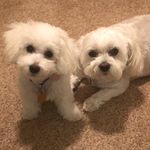 Sherry Poe - @posey610 - Instagram
