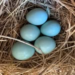 Sherry Pratt - @natures.muses - Instagram