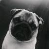 Sherry - @pug.sherry - TikTok