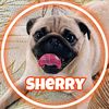 Sherry_Pug - @sherry_pug - TikTok