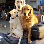 Sherry Randolph - @bear6175 - Instagram