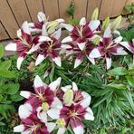 Sherri Reetz - Facebook