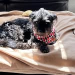 Sherry Romano - @vinnythesqueker - Instagram