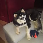 Sherryann Ramroop - @sherryannramroop - Instagram