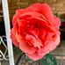 Sherry Hollandsworth Rowan - Facebook