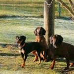 Dogs - @sherry_berry_and_ruby - Instagram