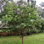 Sherry Seals - @linda_the_tree - Instagram