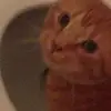 Taz - @sherrysimms1 - TikTok