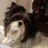 Sherry Smith - @sherrysmith - TikTok
